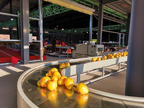 廣西 推進數(shù)字化產地倉建設 加快鄉(xiāng)村振興步伐